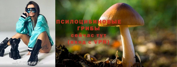 PSILOCYBIN Богородицк